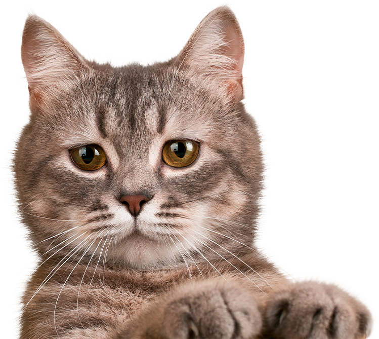 gato-home-2